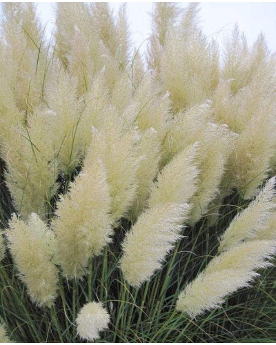 Кортадерія Селло Вайт Плюм | Кортадерия Селло Вайт Плюм | Cortaderia selloana White Plume