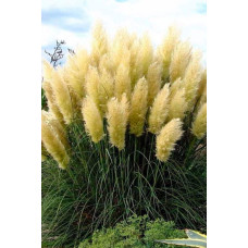 Кортадерія Селло | Cortaderia selloana | Кортадерия Селло