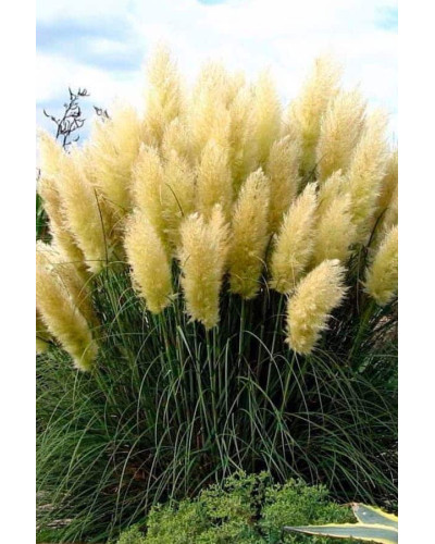 Кортадерія Селло | Cortaderia selloana | Кортадерия Селло
