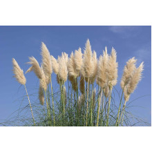 Кортадерія Селло | Cortaderia selloana | Кортадерия Селло