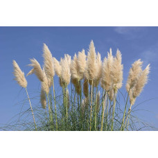 Кортадерія Селло | Cortaderia selloana | Кортадерия Селло