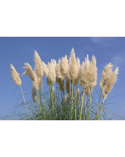 Кортадерія Селло | Cortaderia selloana | Кортадерия Селло
