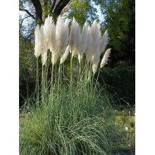 Кортадерія Селло | Cortaderia selloana | Кортадерия Селло