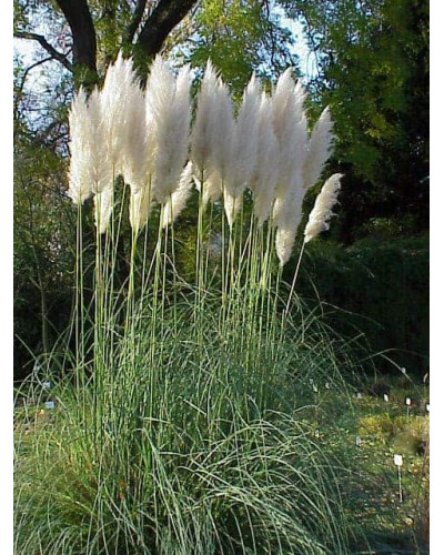 Кортадерія Селло | Cortaderia selloana | Кортадерия Селло