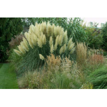 Кортадерія Селло | Cortaderia selloana | Кортадерия Селло