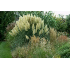 Кортадерія Селло | Cortaderia selloana | Кортадерия Селло