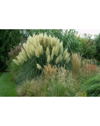 Кортадерія Селло | Cortaderia selloana | Кортадерия Селло