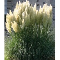 Кортадерія Селло | Cortaderia selloana | Кортадерия Селло