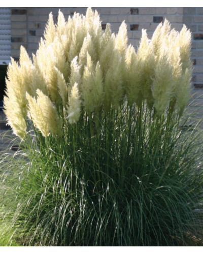 Кортадерія Селло | Cortaderia selloana | Кортадерия Селло