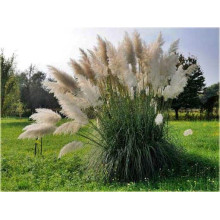 Кортадерія Селло | Cortaderia selloana | Кортадерия Селло