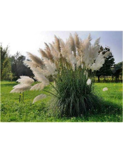 Кортадерія Селло | Cortaderia selloana | Кортадерия Селло