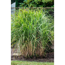 Міскантус китайський Пунктхен / Пунктчен | Miscanthus sinensis Punktchen | Мискантус китайский Пунктхен / Пунктчен
