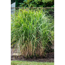 Міскантус китайський Пунктхен / Пунктчен | Miscanthus sinensis Punktchen | Мискантус китайский Пунктхен / Пунктчен