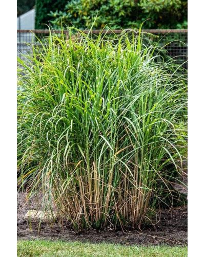 Міскантус китайський Пунктхен / Пунктчен | Miscanthus sinensis Punktchen | Мискантус китайский Пунктхен / Пунктчен