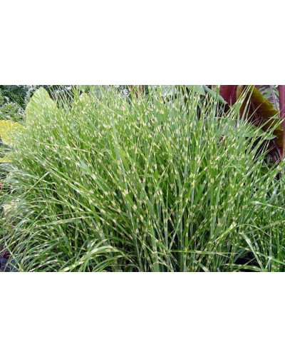 Міскантус китайський Пунктхен / Пунктчен | Miscanthus sinensis Punktchen | Мискантус китайский Пунктхен / Пунктчен