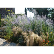 Міскантус китайський Пунктхен / Пунктчен | Miscanthus sinensis Punktchen | Мискантус китайский Пунктхен / Пунктчен