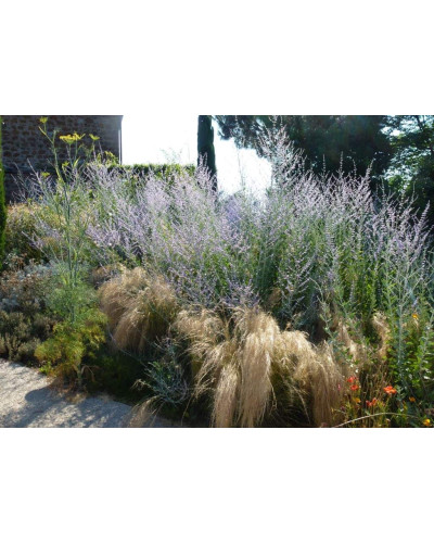 Міскантус китайський Пунктхен / Пунктчен | Miscanthus sinensis Punktchen | Мискантус китайский Пунктхен / Пунктчен