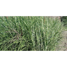 Міскантус китайський Пунктхен / Пунктчен | Miscanthus sinensis Punktchen | Мискантус китайский Пунктхен / Пунктчен