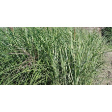 Міскантус китайський Пунктхен / Пунктчен | Miscanthus sinensis Punktchen | Мискантус китайский Пунктхен / Пунктчен