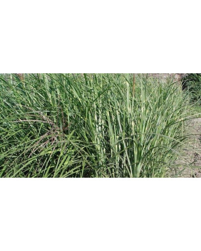 Міскантус китайський Пунктхен / Пунктчен | Miscanthus sinensis Punktchen | Мискантус китайский Пунктхен / Пунктчен