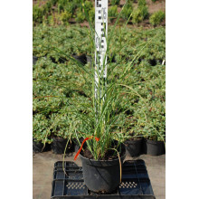 Міскантус китайський Пунктхен / Пунктчен | Miscanthus sinensis Punktchen | Мискантус китайский Пунктхен / Пунктчен