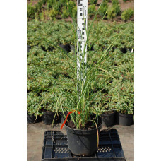 Міскантус китайський Пунктхен / Пунктчен | Miscanthus sinensis Punktchen | Мискантус китайский Пунктхен / Пунктчен
