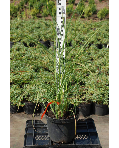 Міскантус китайський Пунктхен / Пунктчен | Miscanthus sinensis Punktchen | Мискантус китайский Пунктхен / Пунктчен