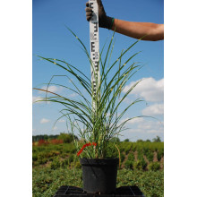 Міскантус китайський Пунктхен / Пунктчен | Miscanthus sinensis Punktchen | Мискантус китайский Пунктхен / Пунктчен