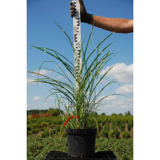 Міскантус китайський Пунктхен / Пунктчен | Miscanthus sinensis Punktchen | Мискантус китайский Пунктхен / Пунктчен