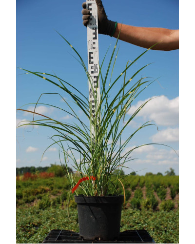 Міскантус китайський Пунктхен / Пунктчен | Miscanthus sinensis Punktchen | Мискантус китайский Пунктхен / Пунктчен
