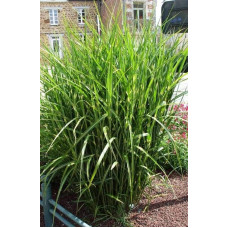 Міскантус китайський Пунктхен / Пунктчен | Miscanthus sinensis Punktchen | Мискантус китайский Пунктхен / Пунктчен
