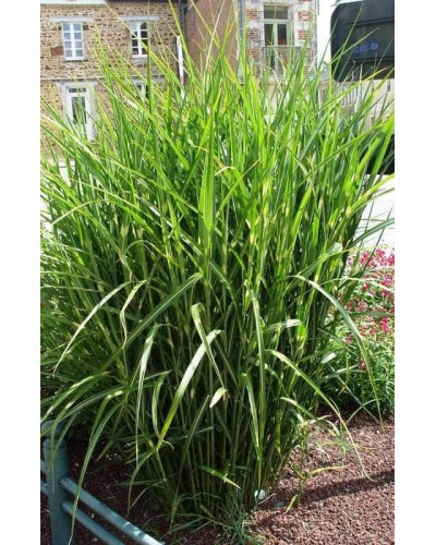 Міскантус китайський Пунктхен / Пунктчен | Miscanthus sinensis Punktchen | Мискантус китайский Пунктхен / Пунктчен