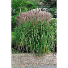 Міскантус китайський Фернер Остен | Miscanthus sinensis Ferner Osten | Miscanthus sinensis Ferner Osten