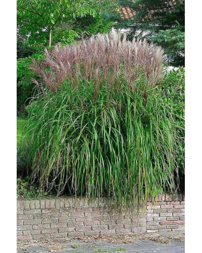 Міскантус китайський Фернер Остен | Miscanthus sinensis Ferner Osten | Miscanthus sinensis Ferner Osten