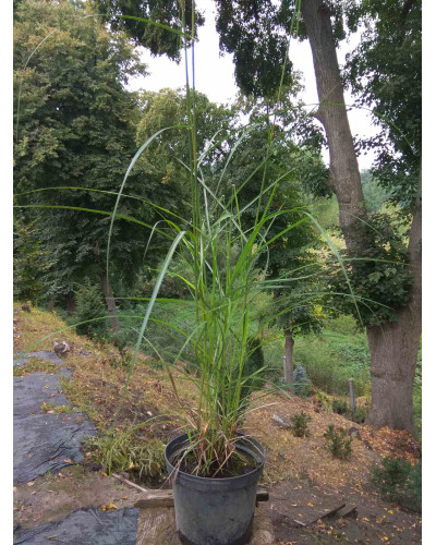 Міскантус китайський Фернер Остен | Miscanthus sinensis Ferner Osten | Miscanthus sinensis Ferner Osten