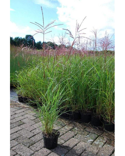 Міскантус китайський Фернер Остен | Miscanthus sinensis Ferner Osten | Miscanthus sinensis Ferner Osten