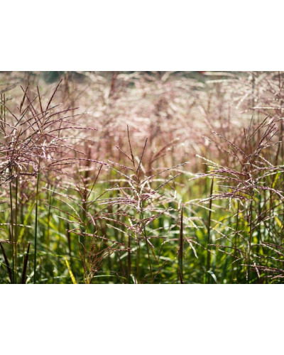 Міскантус китайський Фернер Остен | Miscanthus sinensis Ferner Osten | Miscanthus sinensis Ferner Osten