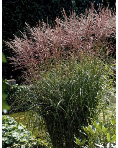 Міскантус китайський Фернер Остен | Miscanthus sinensis Ferner Osten | Miscanthus sinensis Ferner Osten