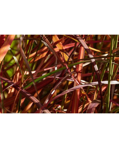 Міскантус китайський Фернер Остен | Miscanthus sinensis Ferner Osten | Miscanthus sinensis Ferner Osten