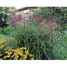Міскантус китайський Фернер Остен | Miscanthus sinensis Ferner Osten | Miscanthus sinensis Ferner Osten