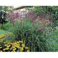 Міскантус китайський Фернер Остен | Miscanthus sinensis Ferner Osten | Miscanthus sinensis Ferner Osten
