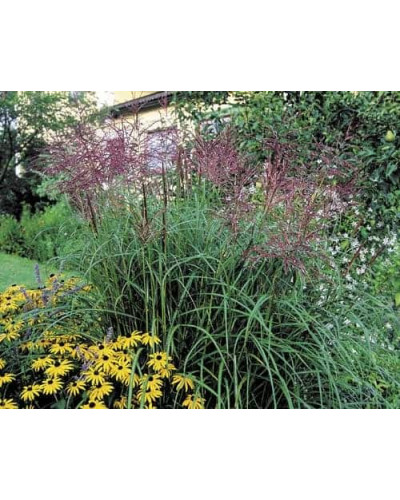 Міскантус китайський Фернер Остен | Miscanthus sinensis Ferner Osten | Miscanthus sinensis Ferner Osten
