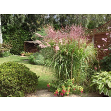 Міскантус китайський Фернер Остен | Miscanthus sinensis Ferner Osten | Miscanthus sinensis Ferner Osten