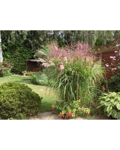 Міскантус китайський Фернер Остен | Miscanthus sinensis Ferner Osten | Miscanthus sinensis Ferner Osten