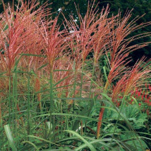 Міскантус китайський Фернер Остен | Miscanthus sinensis Ferner Osten | Miscanthus sinensis Ferner Osten