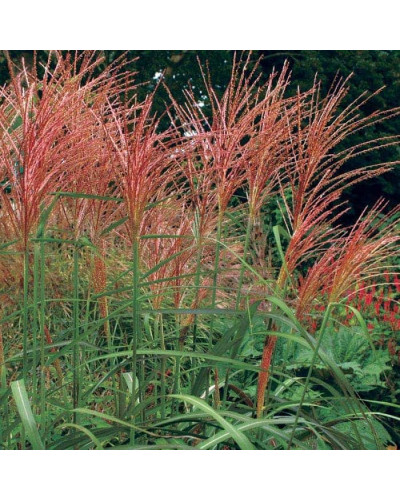 Міскантус китайський Фернер Остен | Miscanthus sinensis Ferner Osten | Miscanthus sinensis Ferner Osten