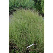 Міскантус китайський Фернер Остен | Miscanthus sinensis Ferner Osten | Miscanthus sinensis Ferner Osten