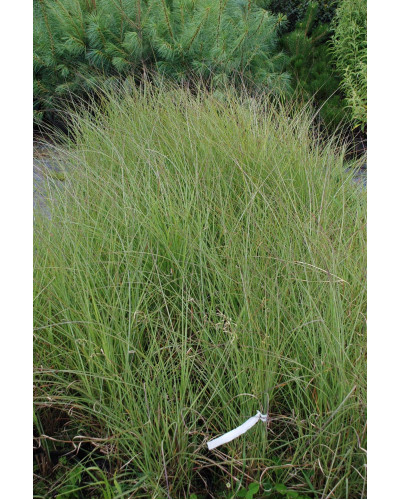 Міскантус китайський Фернер Остен | Miscanthus sinensis Ferner Osten | Miscanthus sinensis Ferner Osten