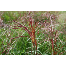 Міскантус китайський Фернер Остен | Miscanthus sinensis Ferner Osten | Miscanthus sinensis Ferner Osten