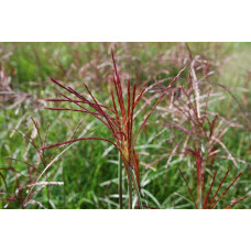 Міскантус китайський Фернер Остен | Miscanthus sinensis Ferner Osten | Miscanthus sinensis Ferner Osten
